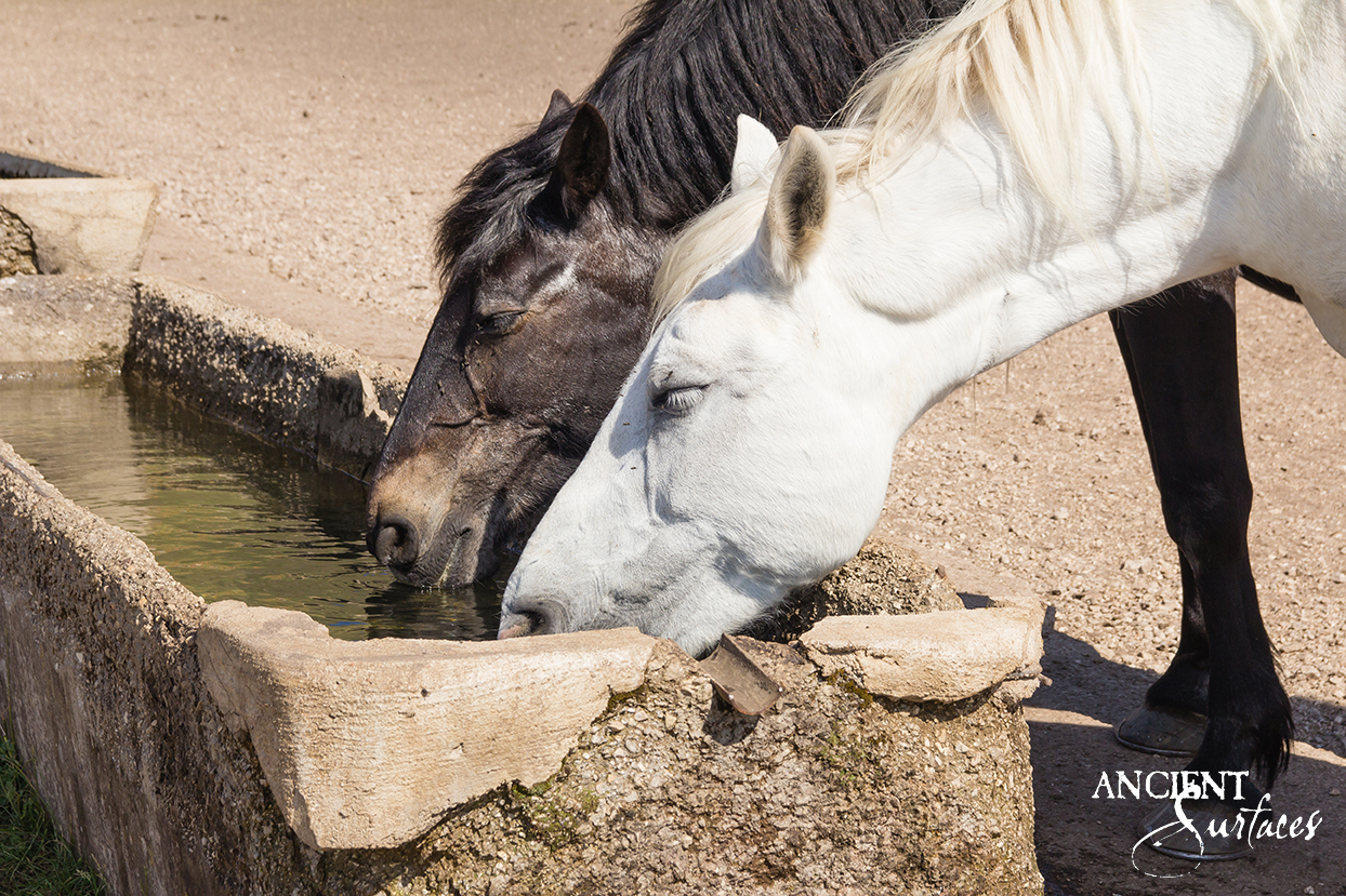 horses-drinking-out-of-a-trough